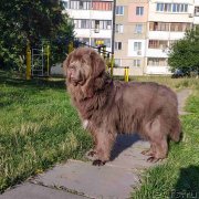 Превью фото № 247520