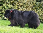 Превью фото № 247528