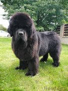 Превью фото № 247530