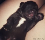 Превью фото № 247534