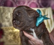 Превью фото № 247535