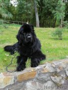 Превью фото № 247543