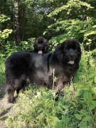 Превью фото № 247545