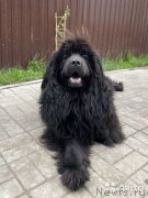 Превью фото № 247546