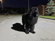 Превью фото № 247557