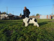 Превью фото № 247568