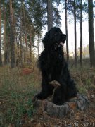 Превью фото № 247570