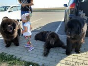 Превью фото № 247598