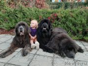 Превью фото № 247657