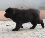 Превью фото № 24770