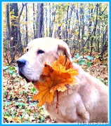 Превью фото № 247739