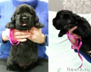 Превью фото № 247754