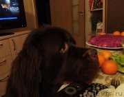 Превью фото № 247776