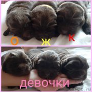 Превью фото № 247814