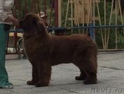 Превью фото № 247817