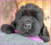 Превью фото № 247818