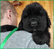 Превью фото № 247819