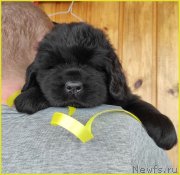 Превью фото № 247820