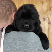 Превью фото № 247824