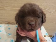 Превью фото № 247852