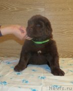 Превью фото № 247854