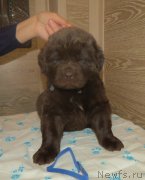 Превью фото № 247857