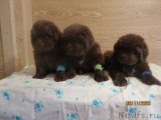 Превью фото № 247858