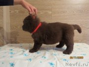 Превью фото № 247859