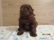 Превью фото № 247860