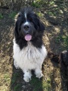 Превью фото № 247893