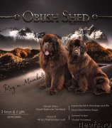 Превью фото № 247900