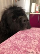 Превью фото № 247904