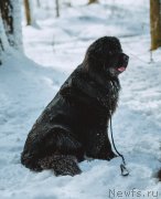 Превью фото № 247910