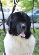 Превью фото № 247921