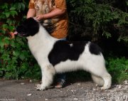 Превью фото № 247941