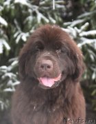 Превью фото № 247971