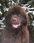 Превью фото № 247972