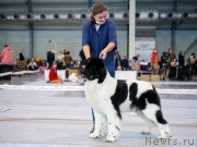 Превью фото № 248008