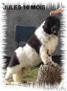 Превью фото № 248017