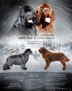 Превью фото № 248050