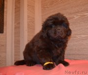 Превью фото № 248055