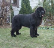 Превью фото № 248060