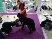 Превью фото № 248063