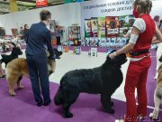 Превью фото № 248078