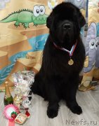 Превью фото № 248080