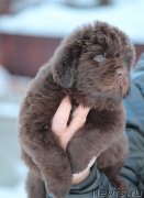 Превью фото № 248090