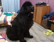 Превью фото № 248132