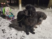 Превью фото № 248138