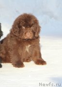 Превью фото № 248147