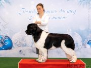 Превью фото № 248153